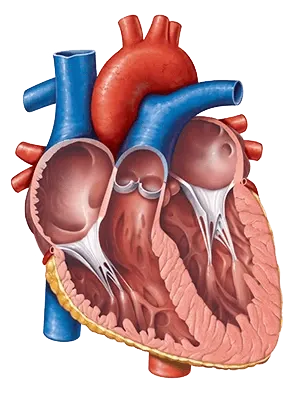 МРТ сердца в Тушино